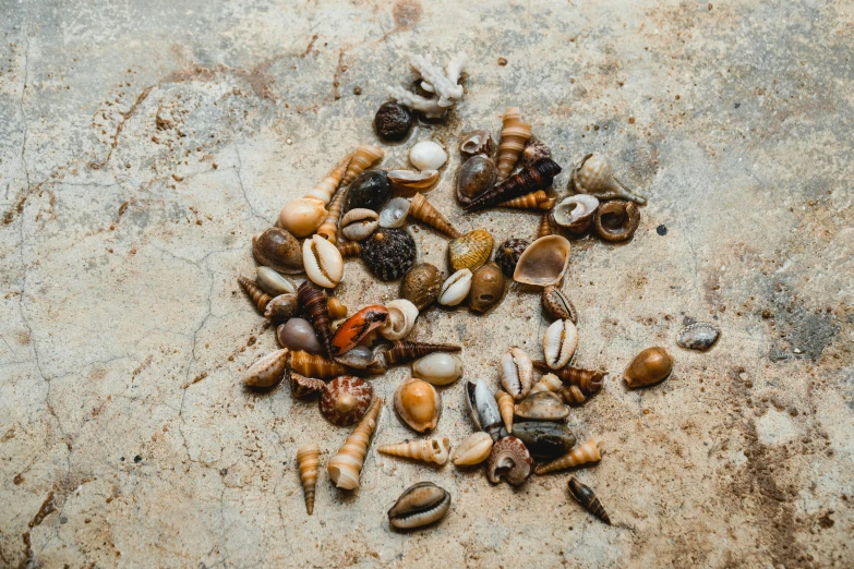 a pile of shells sitting on top of a cement floor, by Nina Hamnett, trending on pexels, tiny insects, brown resin, high quality product photo, multicoloured