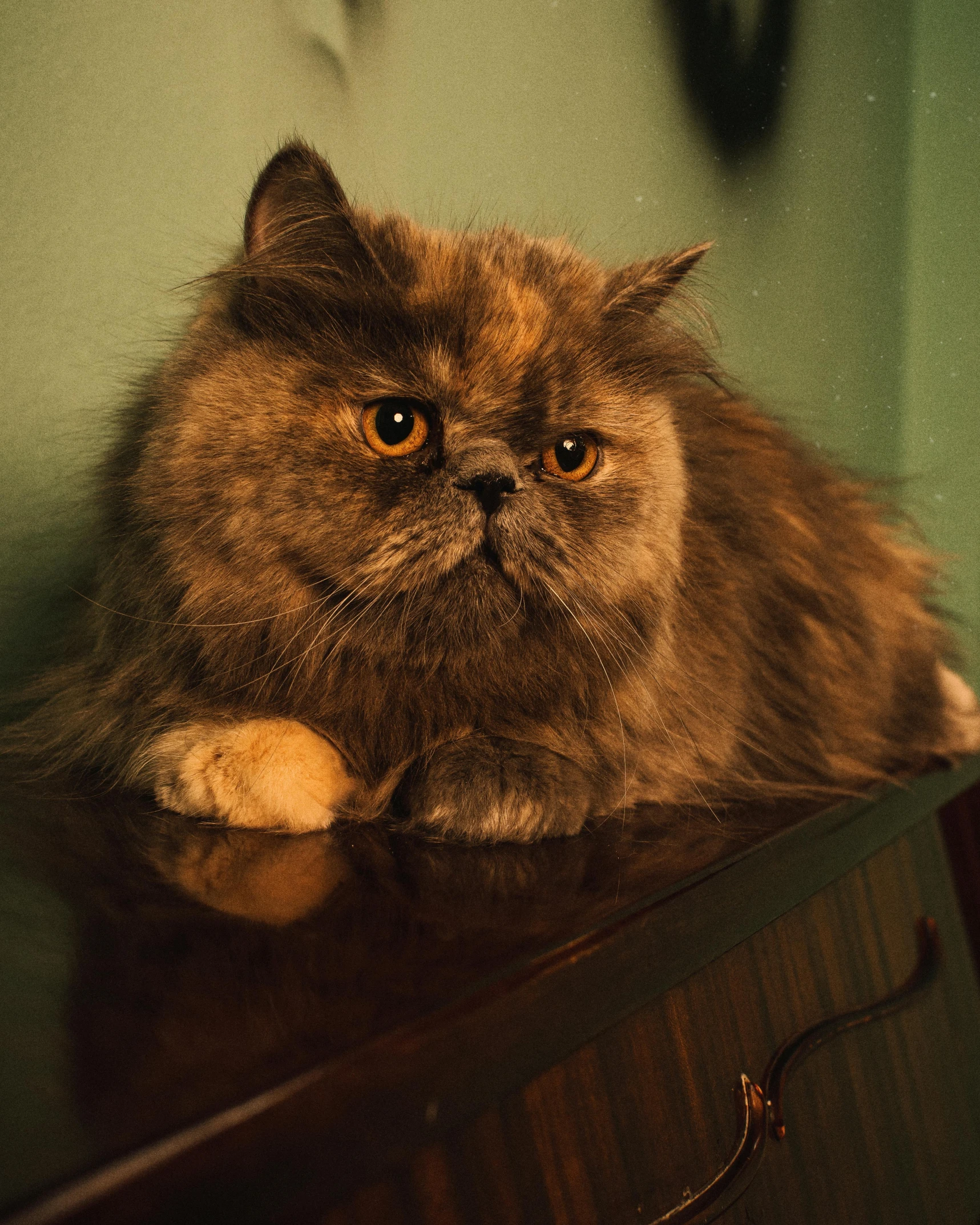 a cat sitting on top of a wooden dresser, persian queen, grumpy [ old ], 2019 trending photo, dimly lit