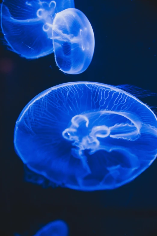 a group of jellyfishs floating in the water, a microscopic photo, unsplash, cinematic blue lighting, rippling muscles, no watermarks, portrait photo