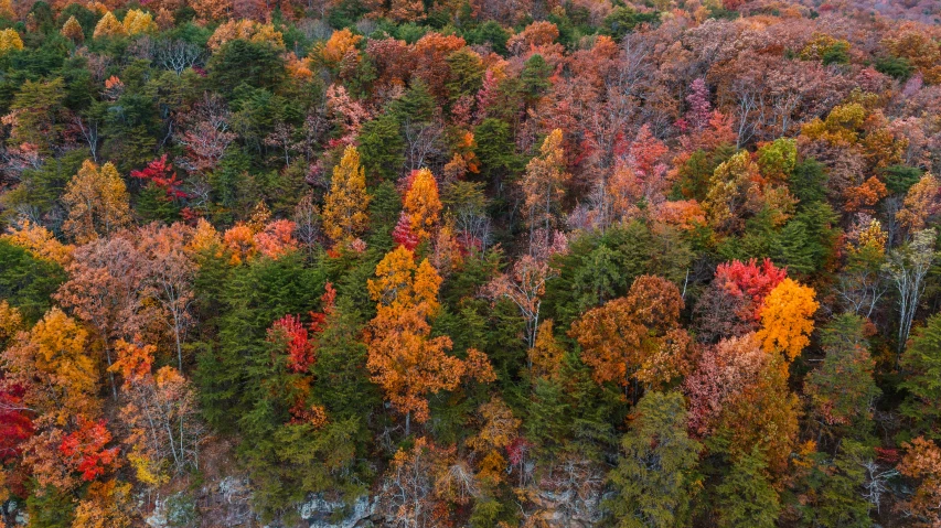 a forest filled with lots of different colored trees, by Dan Frazier, unsplash contest winner, color field, detailed trees and cliffs, tn, crimson peek, a high angle shot