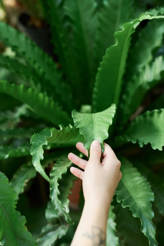 a close up of a person's hand touching a plant, acanthus, tropical foliage, family friendly, lightweight