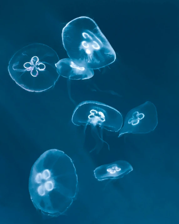 a group of jellyfishs floating in the water, by Elsa Bleda, unsplash, hurufiyya, glowing white laser eyes, slightly tanned, high quality photo, 2022 photograph