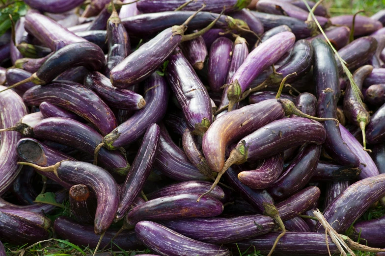a pile of purple eggplant sitting in the grass, unsplash, ((purple)), made of glazed, purple mullet, british