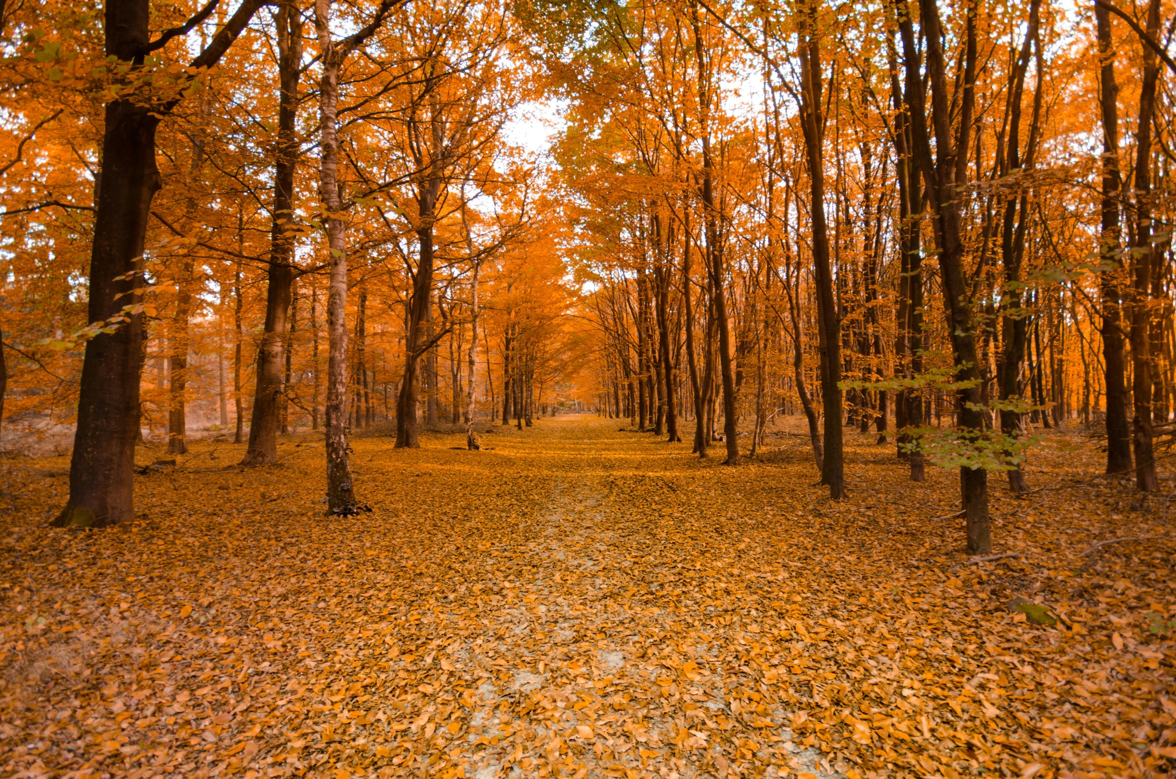 a forest filled with lots of trees covered in leaves, pexels contest winner, caramel, 2 5 6 x 2 5 6 pixels, ground - level medium shot, historical