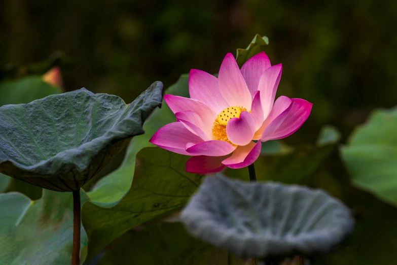 a pink flower sitting on top of a green leaf, unsplash, hurufiyya, standing gracefully upon a lotus, paul barson, bian lian, at dawn