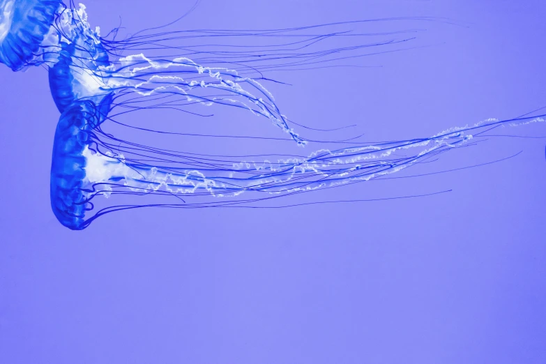 a close up of a jellyfish in the water, an album cover, inspired by Yves Klein, unsplash, generative art, double very long braids blue, neuron, purple liquid, 15081959 21121991 01012000 4k