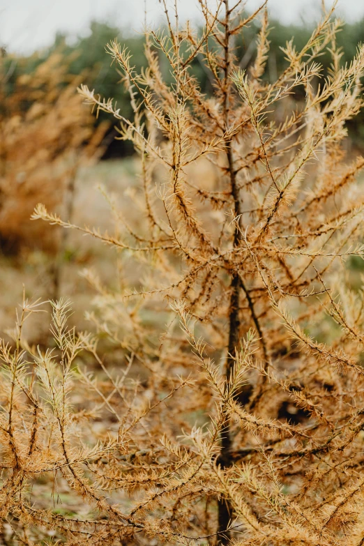 a close up of a plant in a field, australian tonalism, cypresses, ochre, branches and twigs, shrubs