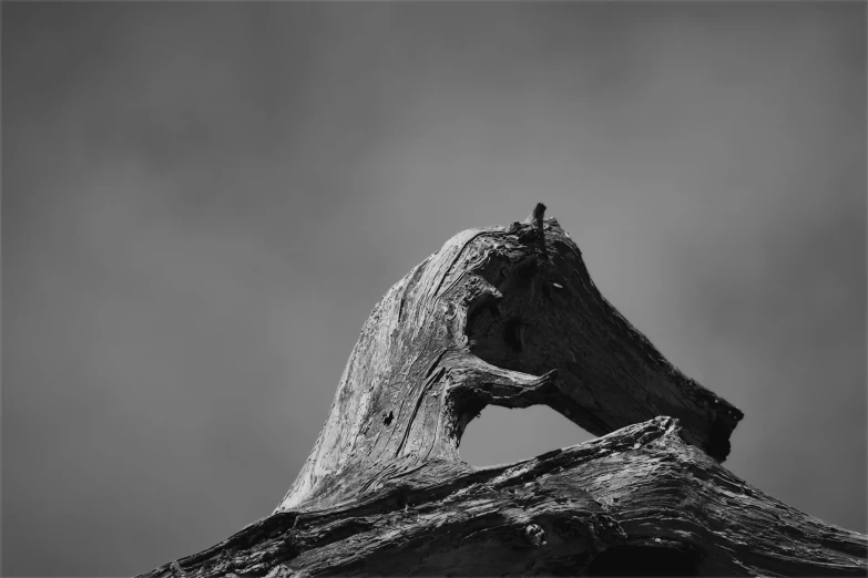 a black and white photo of a tree branch, a black and white photo, unsplash, rotten wood, horse on top, pareidolia, wood art