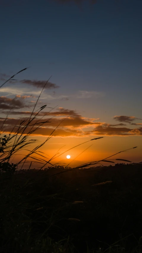 the sun is setting behind some tall grass, by Andries Stock, sunset lighting 8k, fan favorite, ( ( ( kauai ) ) ), instagram post