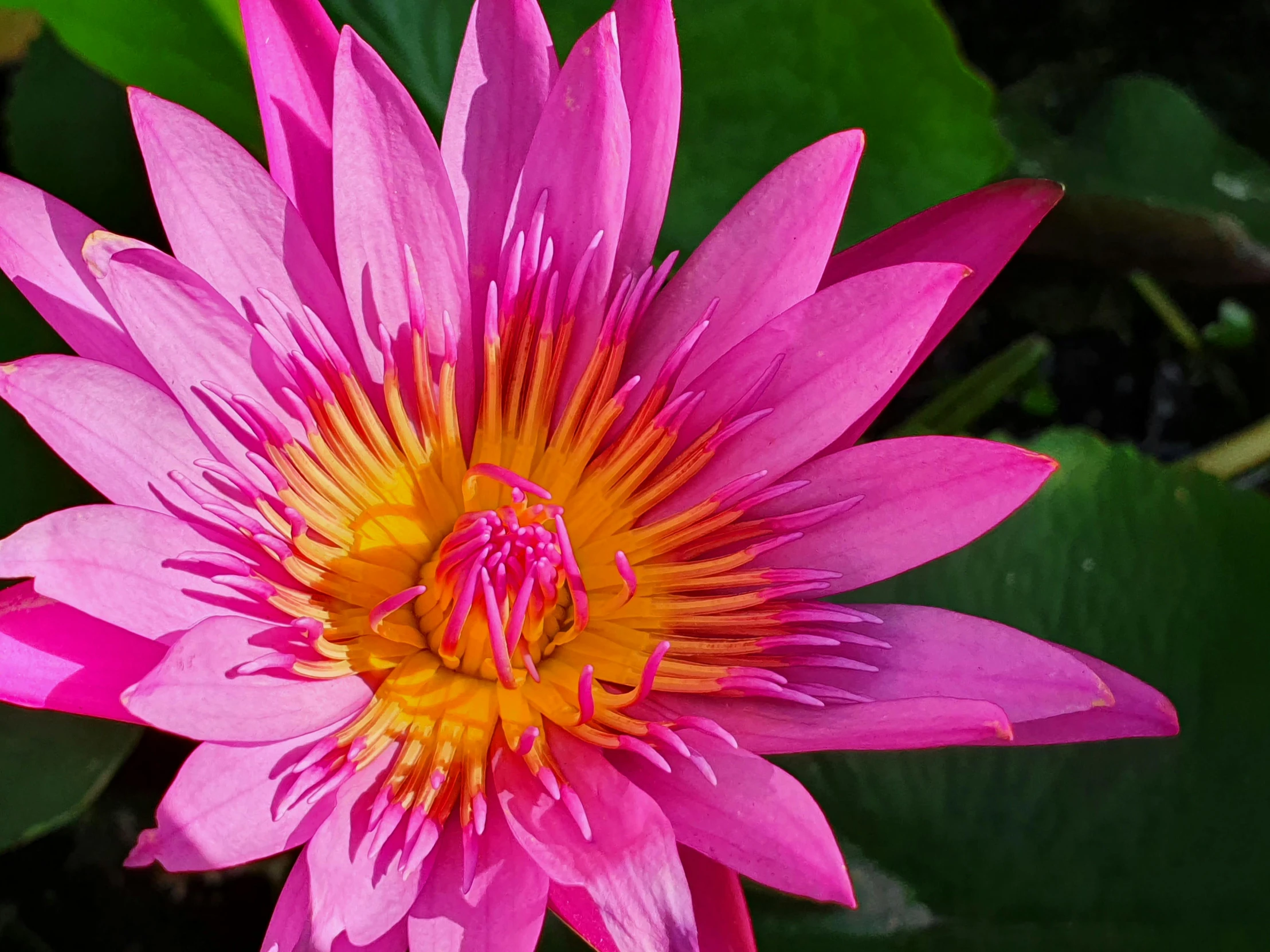 a close up of a pink flower with green leaves, pexels contest winner, hurufiyya, nymphaea, pink and yellow, highly ornate, no cropping