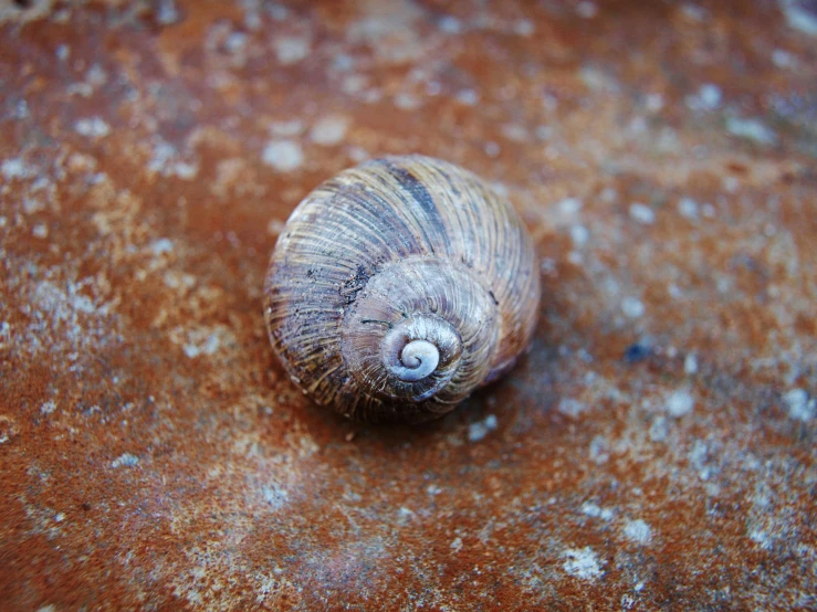 a close up of a snail's shell on a rock, inspired by Károly Markó the Elder, unsplash, on a wooden table, medium format, brown, small