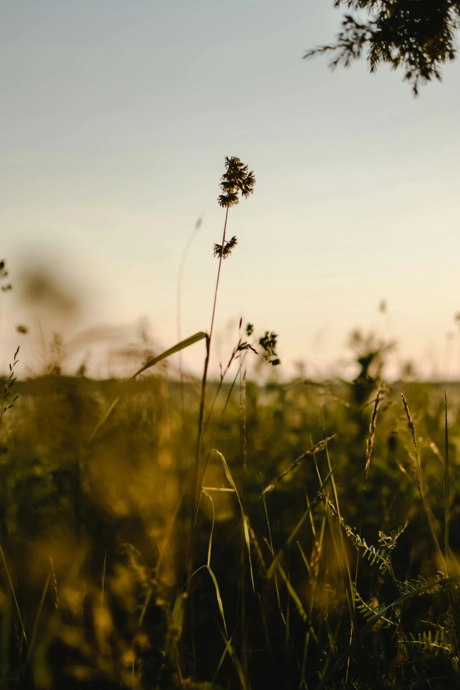 a man riding a horse through a lush green field, a picture, unsplash, minimalism, golden hour 8k, weeds and grass, wide film still, wild flowers