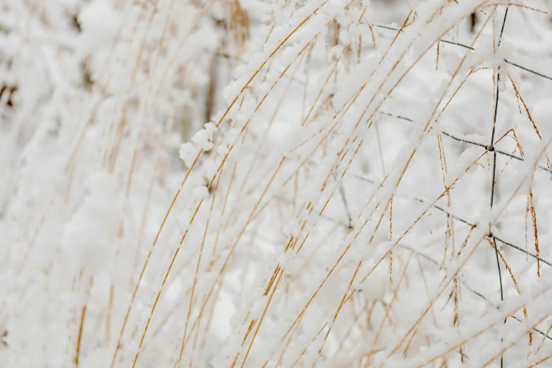 a red fire hydrant sitting on top of a snow covered field, an album cover, trending on pexels, intricate branches, white block fence, background image, silver，ivory