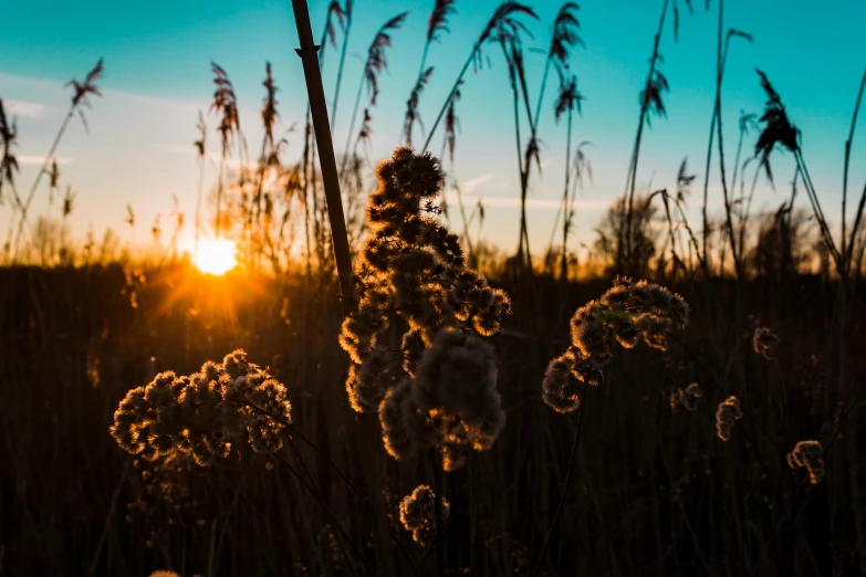 a field of tall grass with the sun setting in the background, by Thomas Häfner, pexels contest winner, winter sun, nature and floral aesthetics, reed on riverbank, unsplash photo contest winner