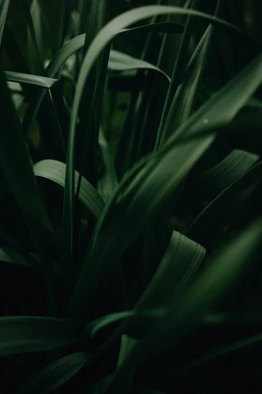 a close up of a plant with green leaves, trending on unsplash, renaissance, grainy footage, dark. no text, tall grass, green: 0.5