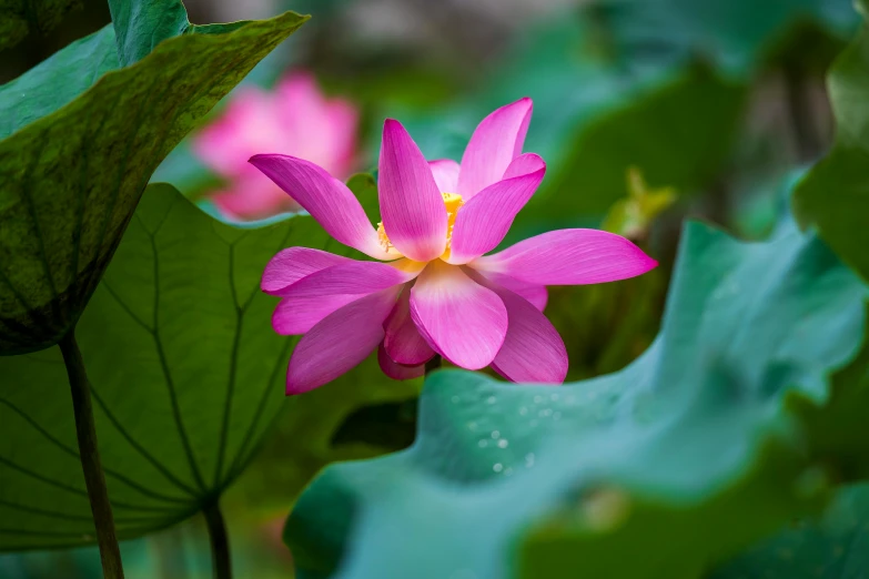 a close up of a pink flower surrounded by green leaves, by Reuben Tam, unsplash, hurufiyya, lotus pond, laos, 8k resolution”, colorful photograph