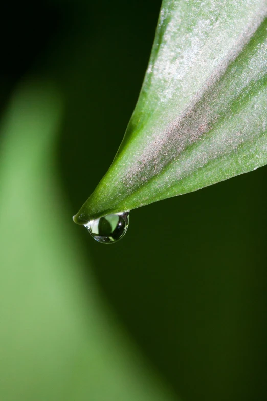 a drop of water sitting on top of a leaf, by Jan Rustem, fragility, paul barson, medium long shot