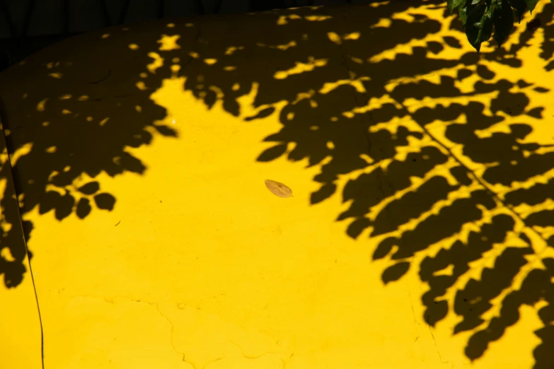 the shadow of a tree on a yellow wall, inspired by Elsa Bleda, pexels contest winner, sheltering under a leaf, color ( sony a 7 r iv, colors: yellow, malika favre