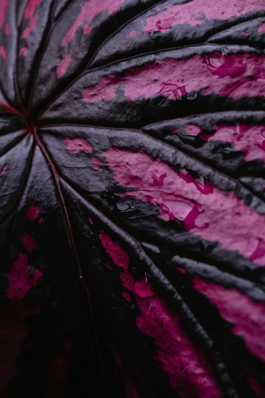 a close up of a leaf of a plant, unsplash, pink and black, dark purple, shot with sony alpha 1 camera, ornamental