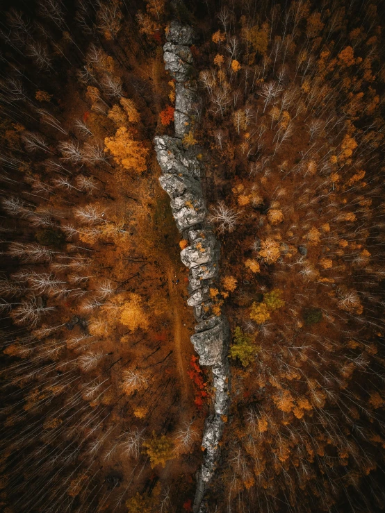 a bird's eye view of a tree in autumn, a picture, by Adam Marczyński, unsplash contest winner, rock formations, super high detail picture, birches, full 8k high quality resolution