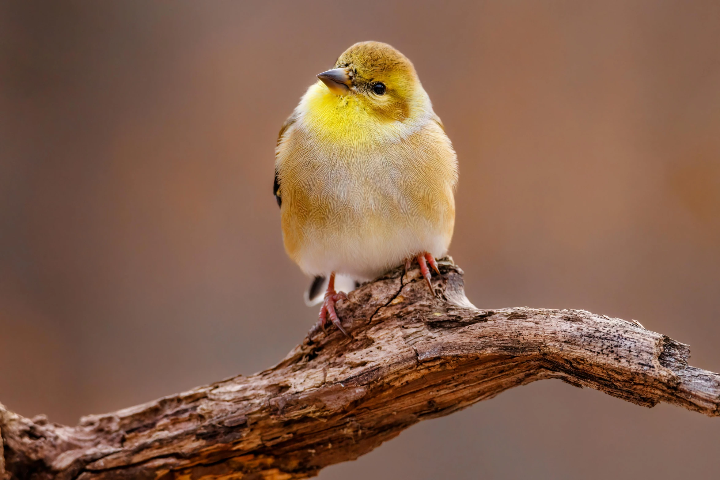 a small yellow bird perched on a branch, a portrait, trending on pexels, australian, professionally post-processed, a wooden, swift