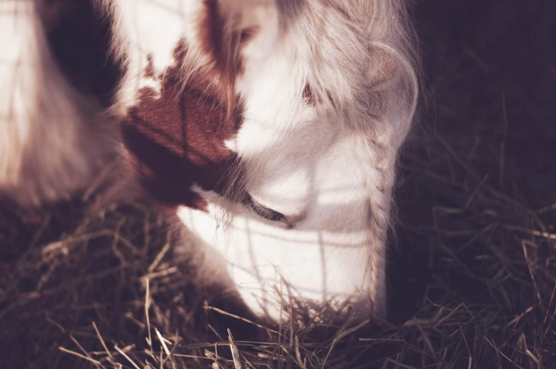 a brown and white horse standing on top of a grass covered field, inspired by Elsa Bleda, unsplash, romanticism, cat drinking milk, sunlight filtering through skin, albino skin, shadow polaroid photo