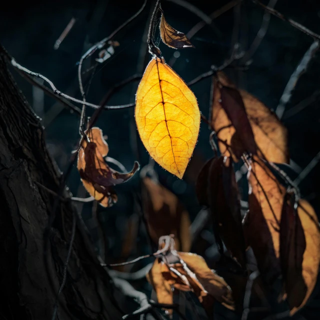 a yellow leaf hanging from a tree branch, a photo, by Sebastian Spreng, unsplash contest winner, long dark tattered umbra, illuminated, color ( sony a 7 r iv, “ iron bark