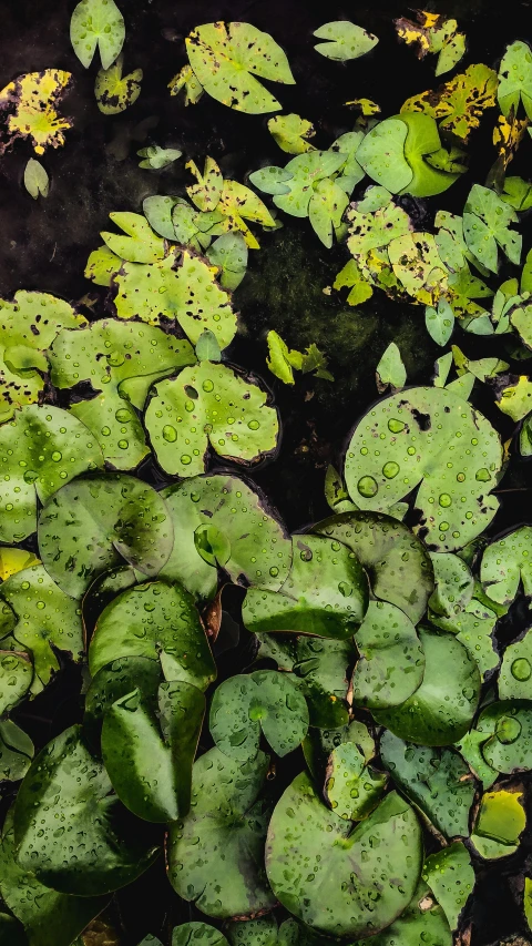 a pond filled with lots of green water plants, by Elsa Bleda, trending on unsplash, lots of raindrops, top-down shot, lpoty, lilies