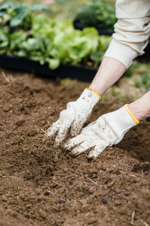 a person planting lettuce in a garden, brown, matt finish, press shot, thick lining