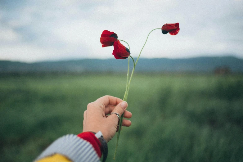 a person holding two red flowers in a field, pexels contest winner, instagram post, remembrance, arms out, slightly minimal