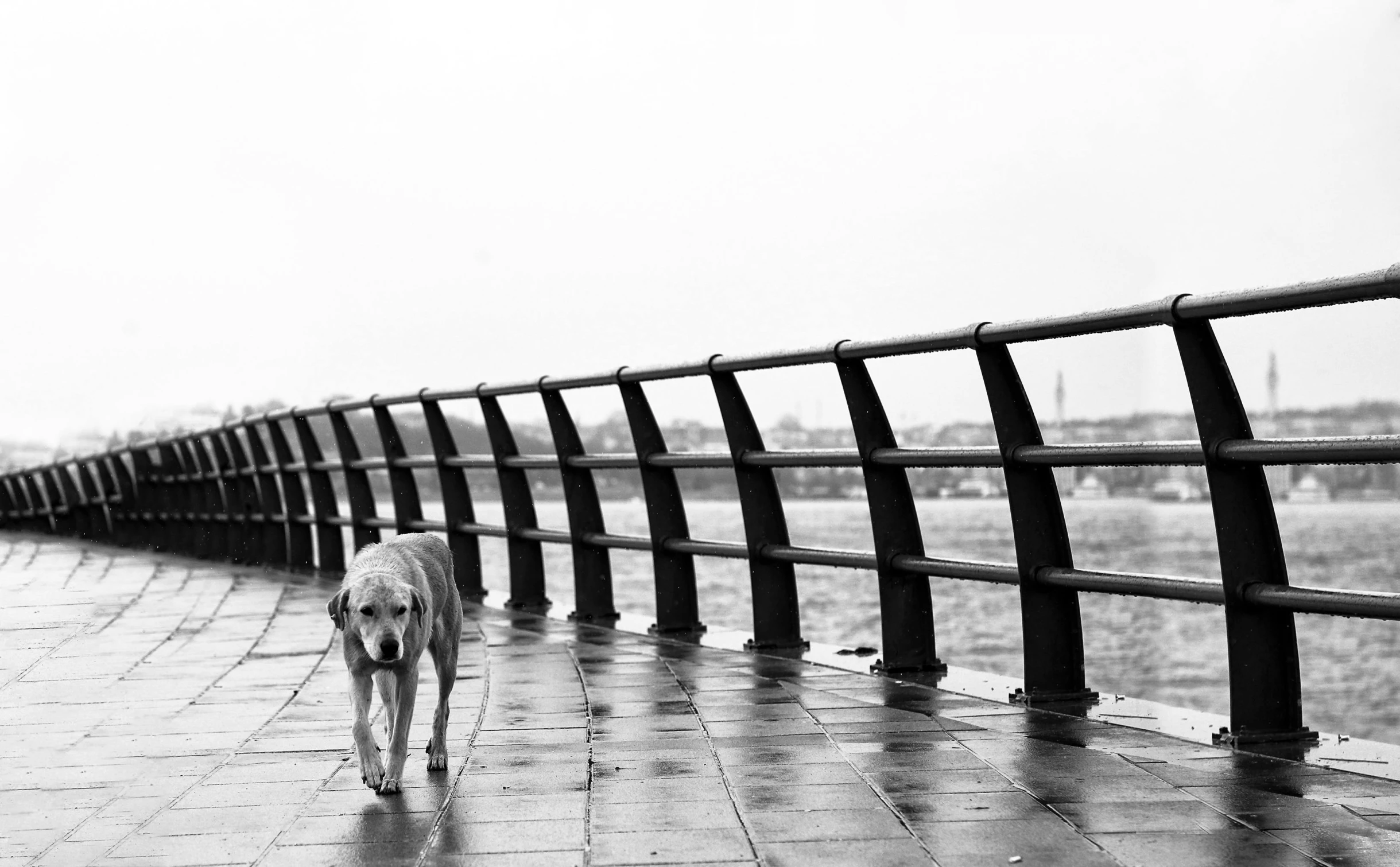 a dog that is walking down a sidewalk, inspired by Elliott Erwitt, near a jetty, rainy, labrador, ( ( railings ) )