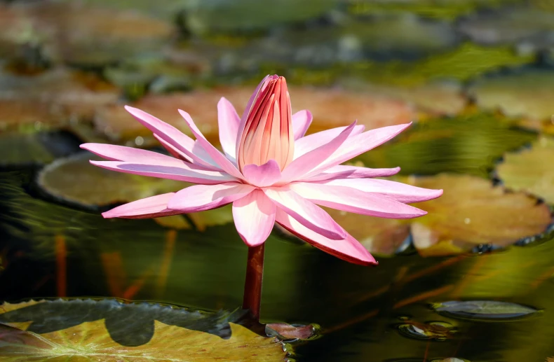 a pink flower sitting in the middle of a pond, by Carey Morris, pexels, hurufiyya, rectangular, exotic flora, stella alpina flower, strong sunlight