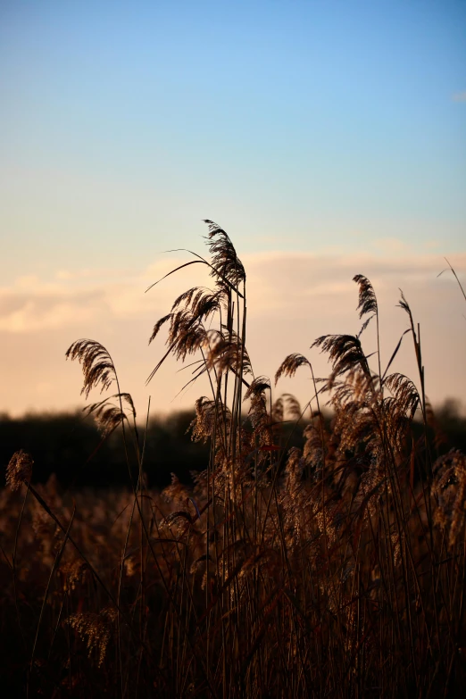 a field of tall grass with a blue sky in the background, a picture, unsplash, land art, late evening, brockholes, brown, cane