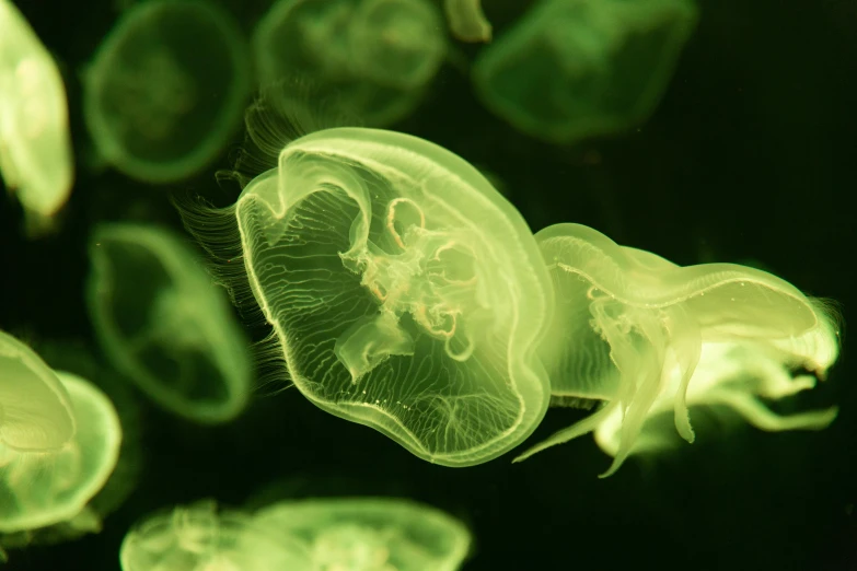 a group of jellyfish swimming in an aquarium, a microscopic photo, unsplash, generative art, pale green glow, 2022 photograph, tardigrade, close up photograph