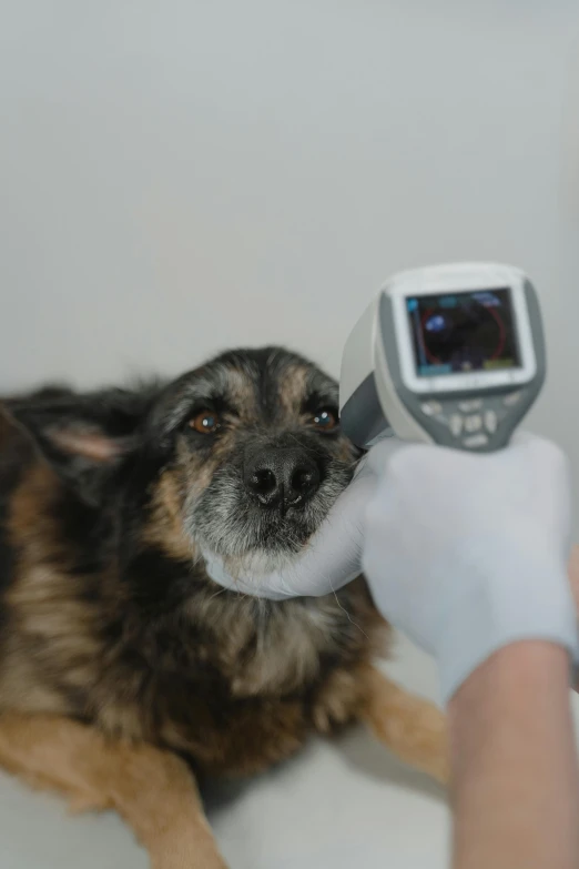 a dog is being examined by a vet, thermal imaging, thumbnail, long snout, grey