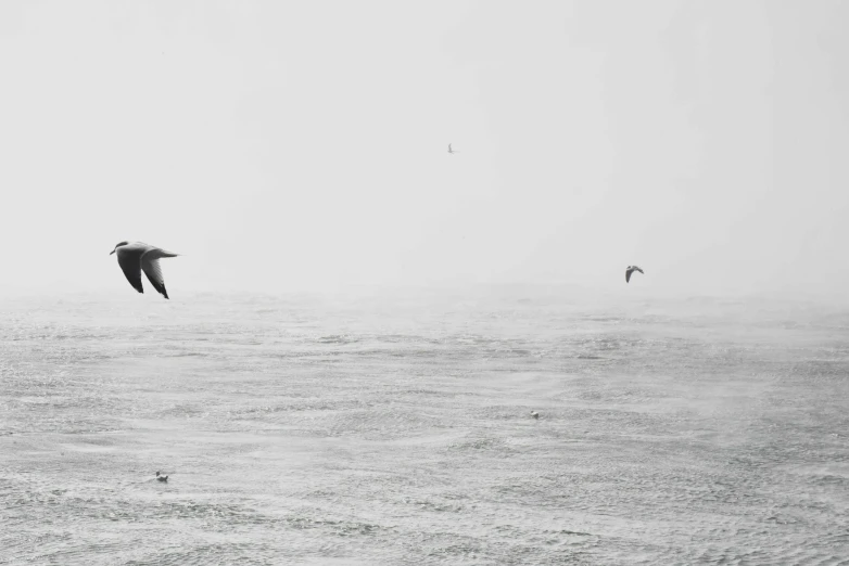 a flock of birds flying over a large body of water, a black and white photo, by Colijn de Coter, unsplash, minimalism, raging sea foggy, three birds flying around it, they are chasing a whale, on a rainy day