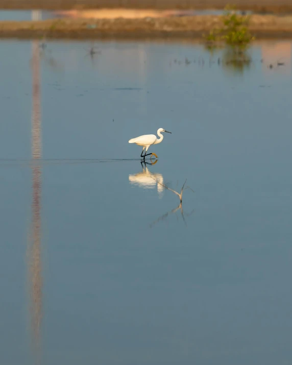 a white bird standing on top of a body of water, fishing pole, reflection in the water, image from afar, square