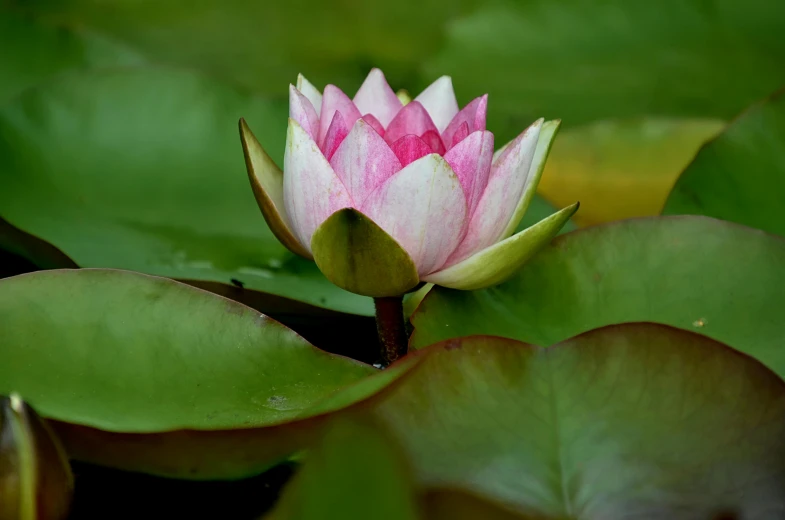 a pink flower sitting on top of a green leaf, in a pond, no cropping, paul barson, anjali mudra