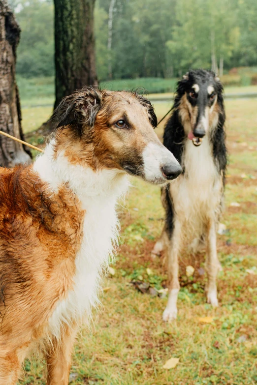 a couple of dogs that are standing in the grass, an album cover, by Sven Erixson, unsplash, renaissance, long nose, taken in the early 1990s, taken in zoo, ayanamikodon and irakli nadar