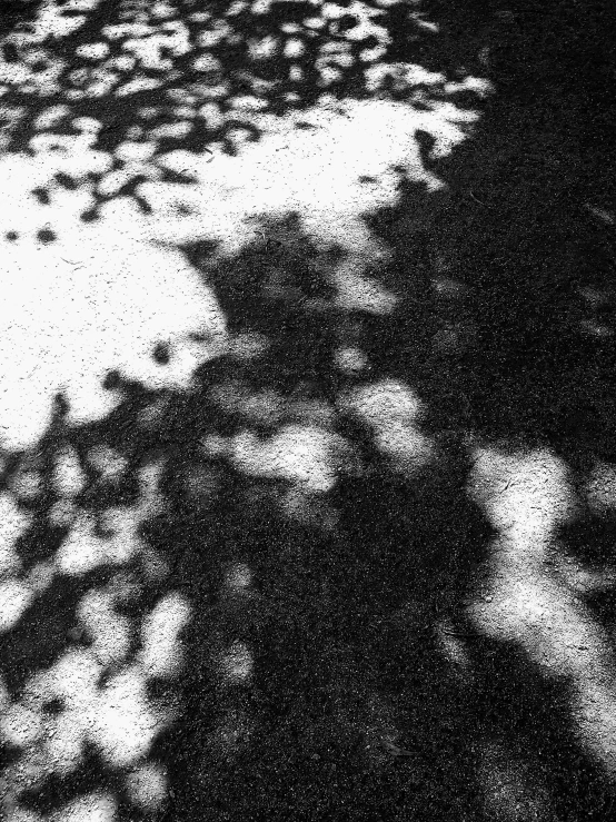 a black and white photo of the shadow of a tree, a stipple, inspired by Roy DeCarava, conceptual art, hot sun from above, digital art - w 640, textured like a carpet, camera glare in oil style