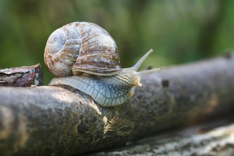 a snail sitting on top of a tree branch, by Schelte a Bolswert, pexels contest winner, renaissance, sitting on a log, 15081959 21121991 01012000 4k, sustainable materials, grey