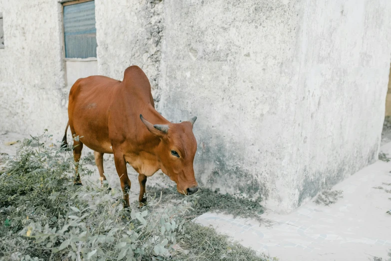 a brown cow standing next to a white building, pexels contest winner, background image, eating, uttarakhand, gif