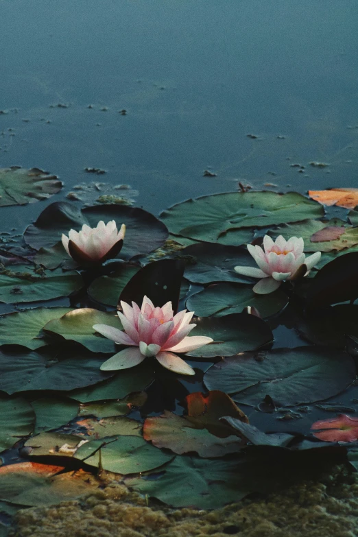 a group of water lillies floating on top of a body of water, unsplash, renaissance, ilustration, late summer evening, lo fi colors, high-resolution photo