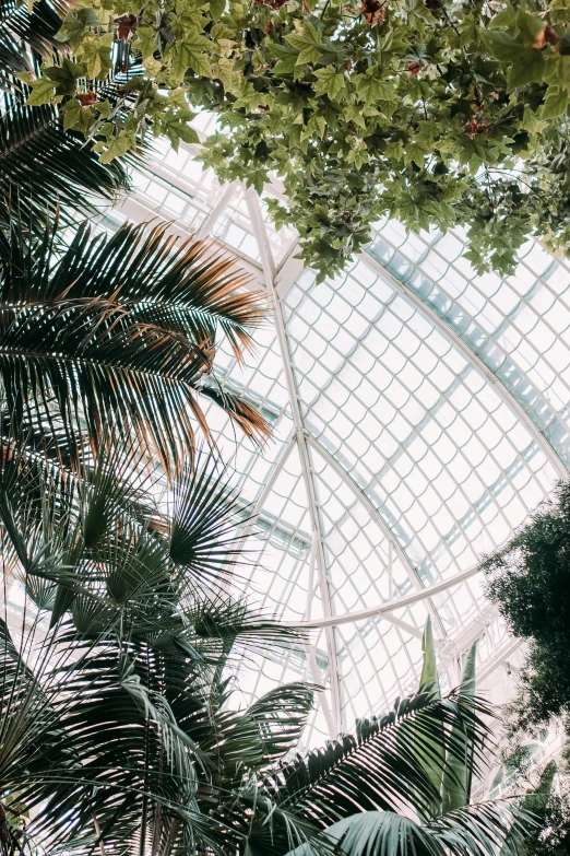 a greenhouse filled with lots of plants and trees, unsplash contest winner, visual art, mall background, big leaf bra, tall structures, palm