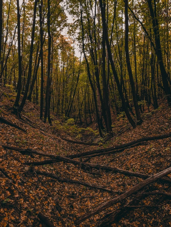 a forest filled with lots of trees and fallen leaves, a picture, unsplash contest winner, ravine, 2 5 6 x 2 5 6 pixels, trenches, 4 k cinematic still