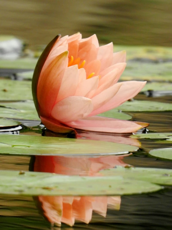 a pink flower floating on top of a body of water, sitting at a pond