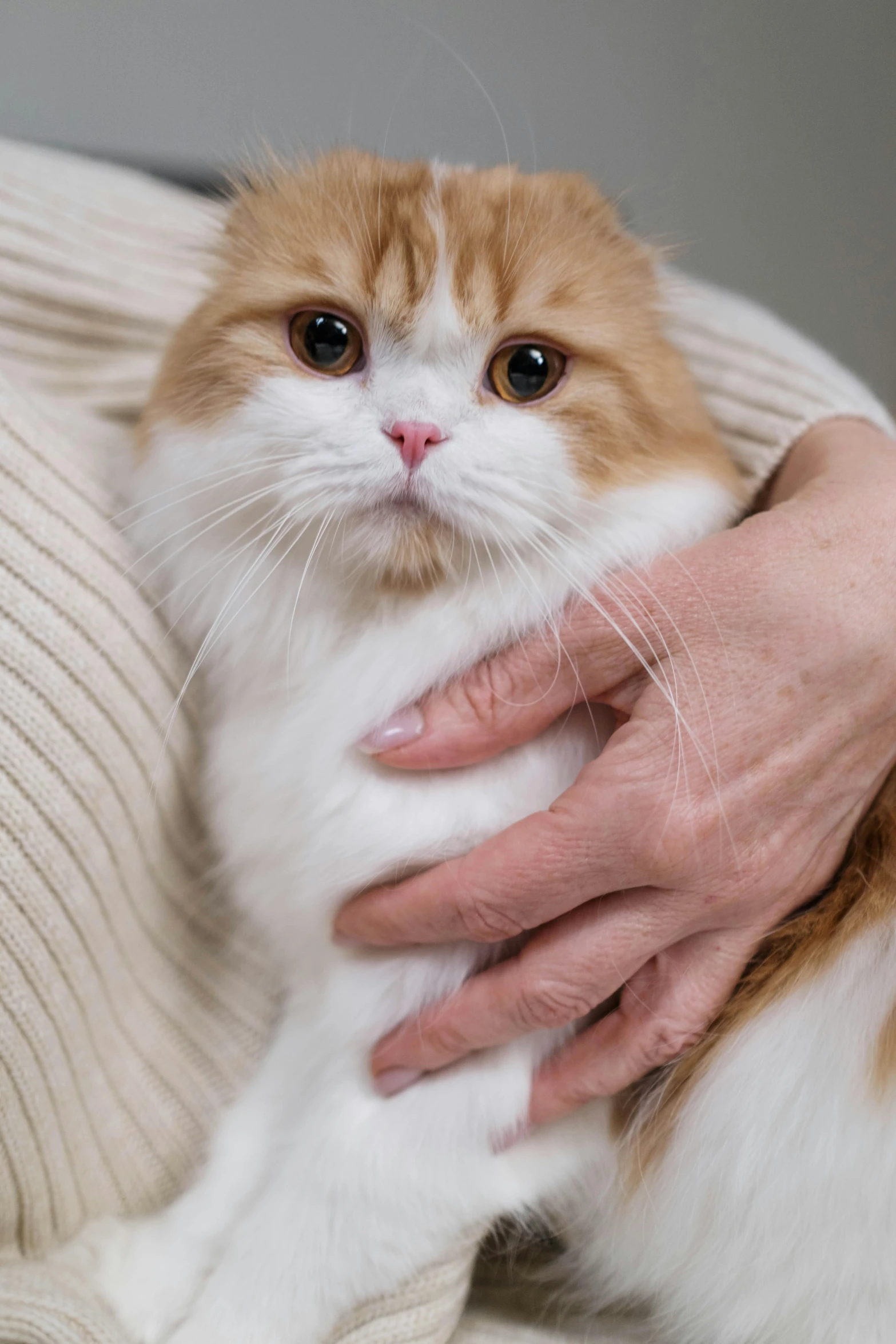 a close up of a person holding a cat, fluffy body, looking confident