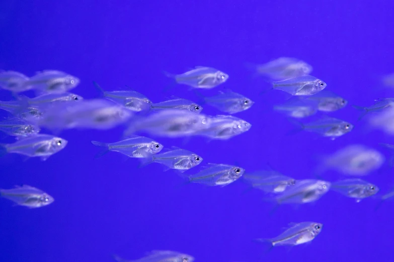 a group of small fish swimming next to each other, by Alison Watt, pexels, photorealism, pale blue backlight, ultraviolet, young male, white