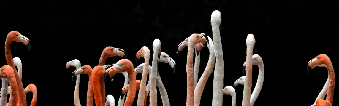 a group of flamingos standing next to each other, an album cover, by Egbert van der Poel, pexels contest winner, long arms, intense look, photographed for reuters, bottom - view