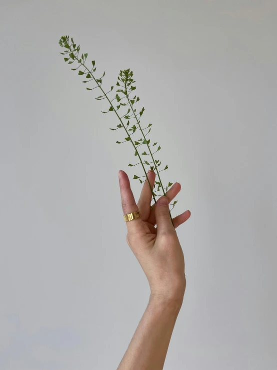 a person holding a plant in their hand, inspired by L. A. Ring, gold plated, large tall, julia hetta, 9 k